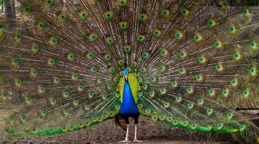 Peacock with it's tail feathers spread